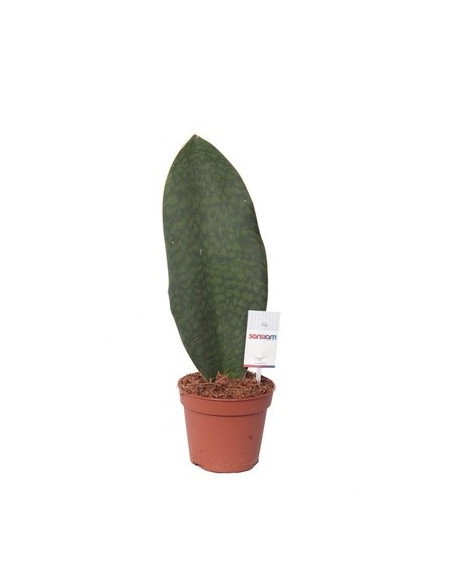 Vendita Pianta Sanseveria Victoria Vaso 14cm-Piante Verdi|Mondo Piante