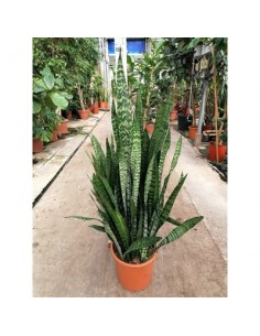 Pianta Sansevieria...
