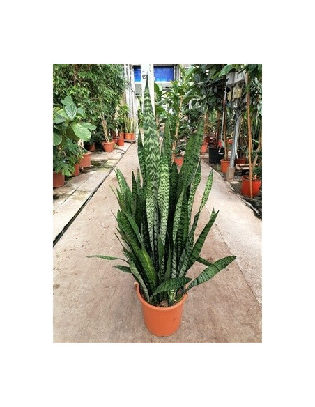 Sanseveria Plant Sale - Green Plants | Vivaio Mondo Piante