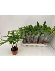 Vendita Pianta Pachira aquatica 13cm-Piante Verdi|Vivaio Mondo Piante