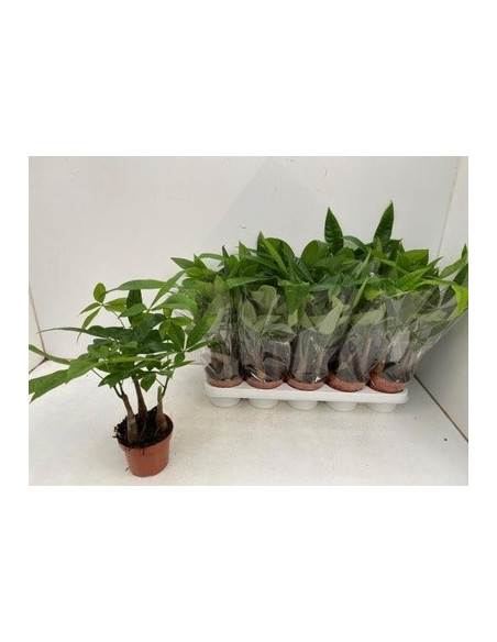 Sanseveria Plant Sale - Green Plants | Vivaio Mondo Piante