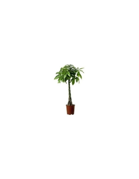 Sanseveria Plant Sale - Green Plants | Vivaio Mondo Piante