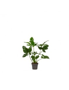 Pianta Philodendron Fun...