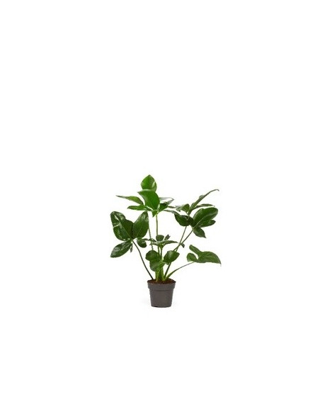 Vendita Pianta Philodendron Fun Bun 14cm-Piante Verdi | Mondo Piante