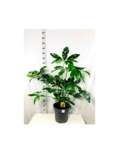 Pianta Philodendron Fun...