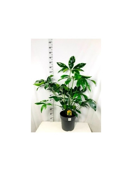 copy of Pianta Aeschynanthus marmoratus