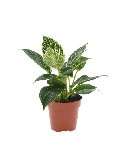 Vendita Philodendron Birkin' White wave-Piante Verdi|Mondo Piante