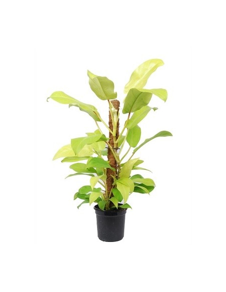 Vendita Philodendron Malay Gold muschio-Piante Verdi|Mondo Piante