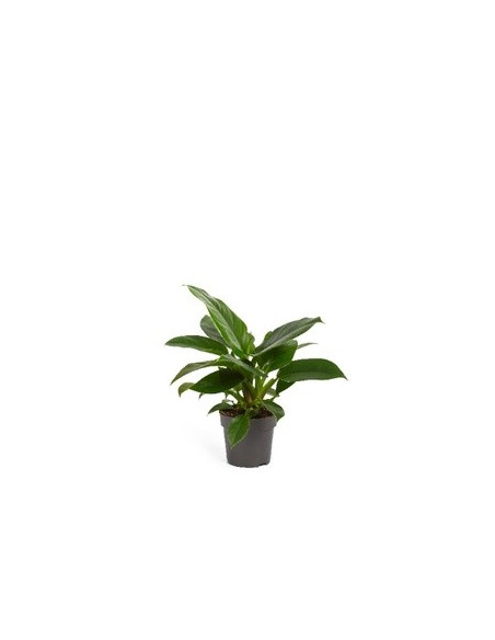 Vendita Philodendron Imperial Green 14cm-Piante Verdi | Mondo Piante