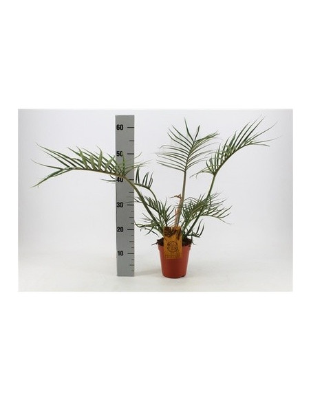 Vendita Pianta Philodendron bipinnatifidum 15-Piante Verdi|Mondo Piante