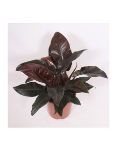 Pianta Philodendron...