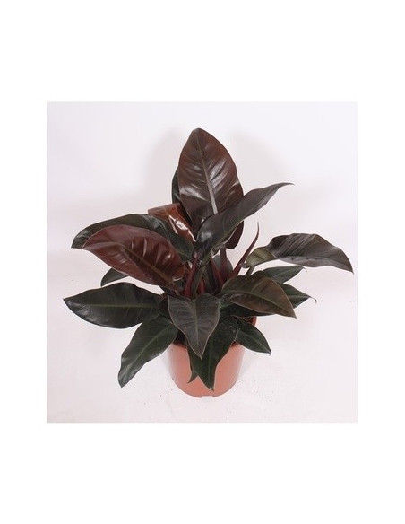 Vendita Philodendron Imperial Red Vaso 27cm-Piante Verdi|Mondo Piante