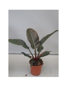 Pianta Philodendron...