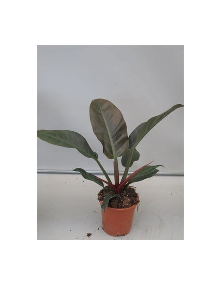 Vendita Philodendron Imperial Red-Vaso 14cm-Piante Verdi|Mondo Piante