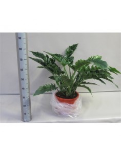 Pianta Philodendron Narrow...