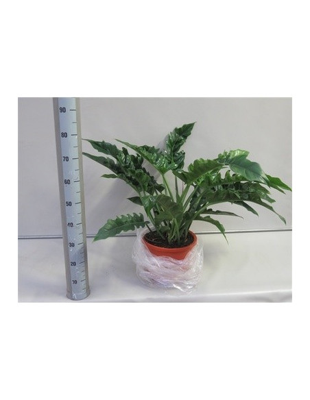 copy of Pianta Aeschynanthus marmoratus