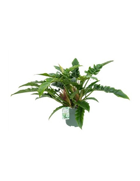 copy of Pianta Aeschynanthus marmoratus