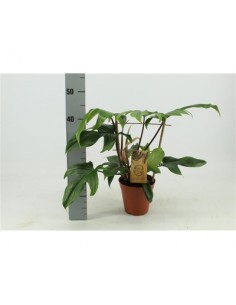 Pianta Philodendron other...