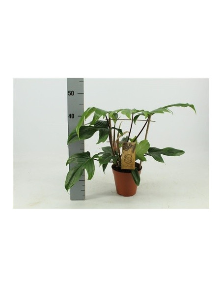 Vendita Philodendron Ghost On rack-Piante Verdi Online| Mondo Piante