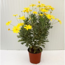 5 Piante di Euryops... 2