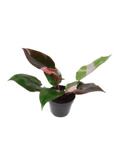 Pianta Philodendron other...