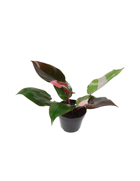 Vendita Philodendron other Pink Princess -Piante Verdi | Mondo Piante
