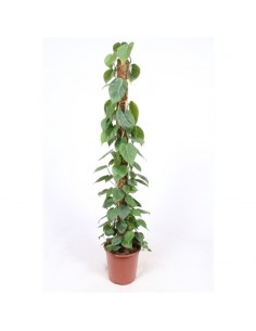 Pianta Philodendron...