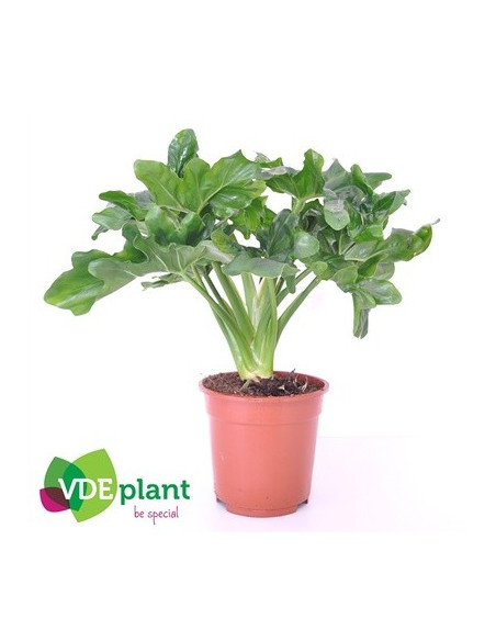 Vendita Pianta Philodendron Atom Vaso 15cm-Piante Verdi|Mondo Piante