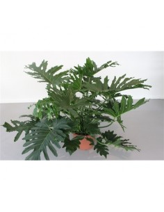 Pianta Philodendron selloum...