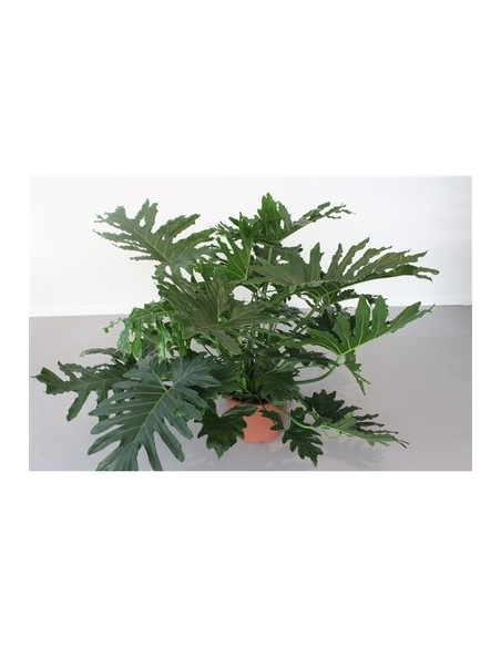 Vendita Pianta Philodendron selloum Cum-Piante Verdi| Mondo Piante
