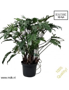 Pianta Philodendron xanadu...