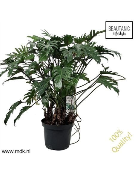 Vendita Pianta Philodendron xanadu 30cm-Piante Verdi|Mondo Piante