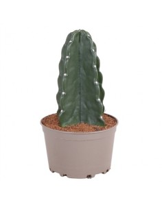 Pianta Grassa Cactus...