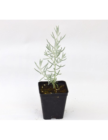 Eremophila Nivea Plant for Sale - Bush Plants Online | Mondo Piante