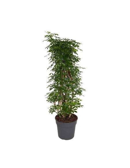 Vendita Pianta Schefflera arb. Luseana Vaso 31cm-Verdi|Mondo Piante
