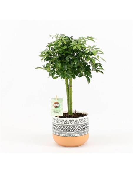 Vendita Pianta Schefflera arb. Luseana Vaso 13cm-Verdi|Mondo Piante