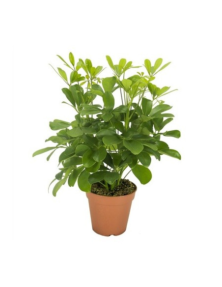 Vendita Pianta Schefflera arb. Nora-Piante Verdi Online|Mondo Piante