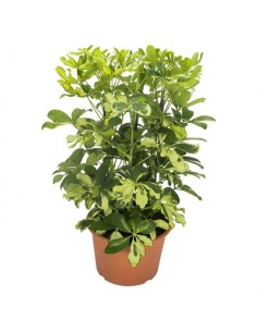 Pianta Schefflera arb....