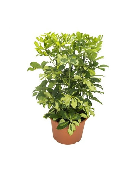 Vendita Pianta Schefflera arb. Carnaval-Piante Verdi Online|Mondo Piante
