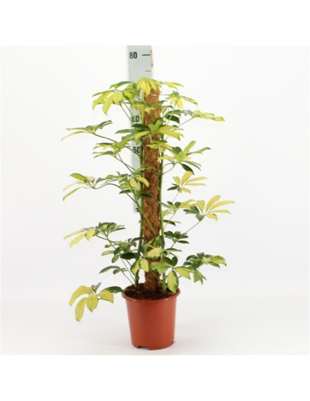 copy of Pianta Aeschynanthus marmoratus