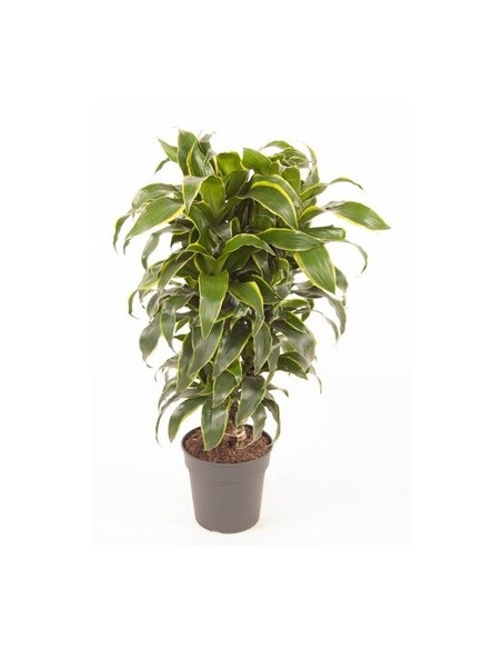 Vendita Pianta Dracaena fr.Comp. Dorado-Piante Verdi|Mondo Piante