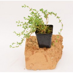 Drosanthemum Plant