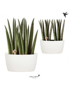 copy of Sanseveria Plant...