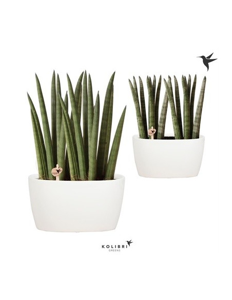 Vendita Pianta Sansevieria ceramica bianco-Piante Verdi|Mondo Piante