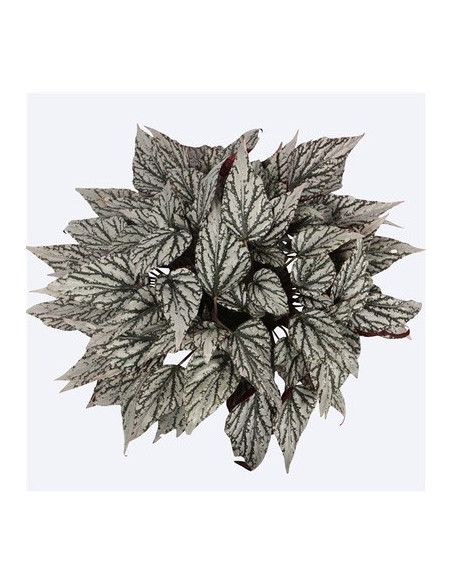 Vendita Pianta Begonia leaf Jolly Silver-Piante Verdi|Mondo Piante