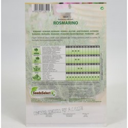 Semi Rosmarino 2
