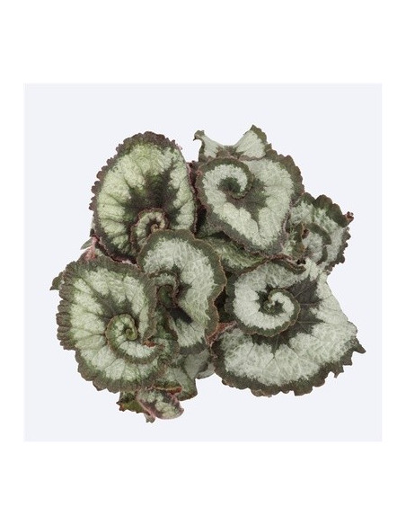 Vendita Pianta Begonia Prinsess of hanover-Piante Verdi|Mondo Piante