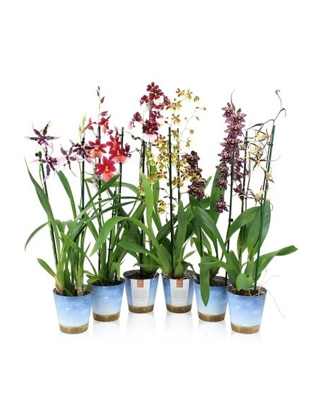 Vendita Pianta Phalaenopsis-Piante Verdi OnLine|Mondo Piante