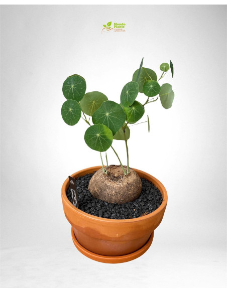 Vendita Stephania pierrei Erecta Vaso 21cm-Piante Verdi|Mondo Piante