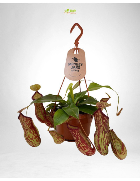 Pianta Nepenthes Vaso 14 cm: Vendita | Mondo Piante
